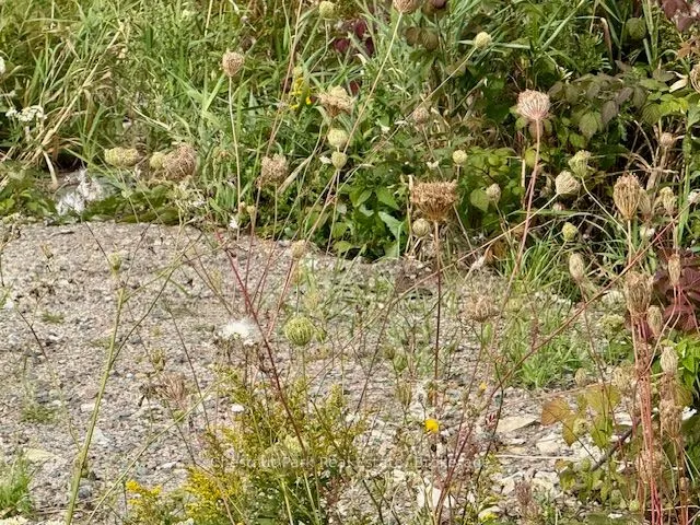 0 Highway 11 North Highway, #North Triangle