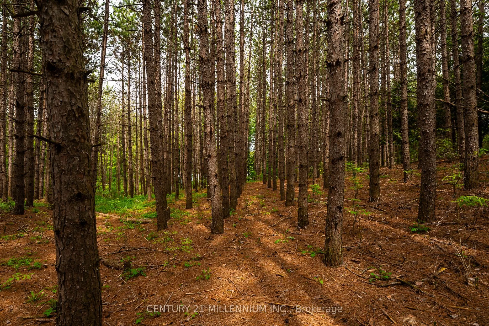 7302 Coolihans Side Road