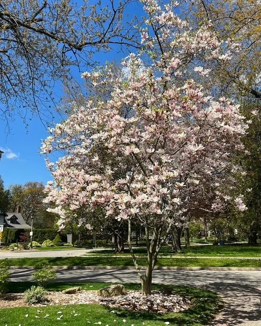 206 Rossmore Boulevard