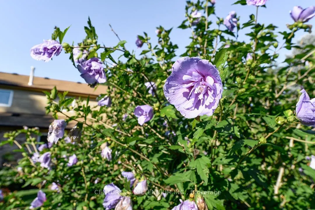 5 Snowberry Court