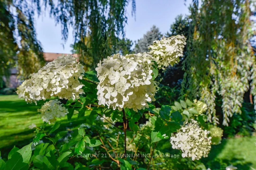5 Snowberry Court