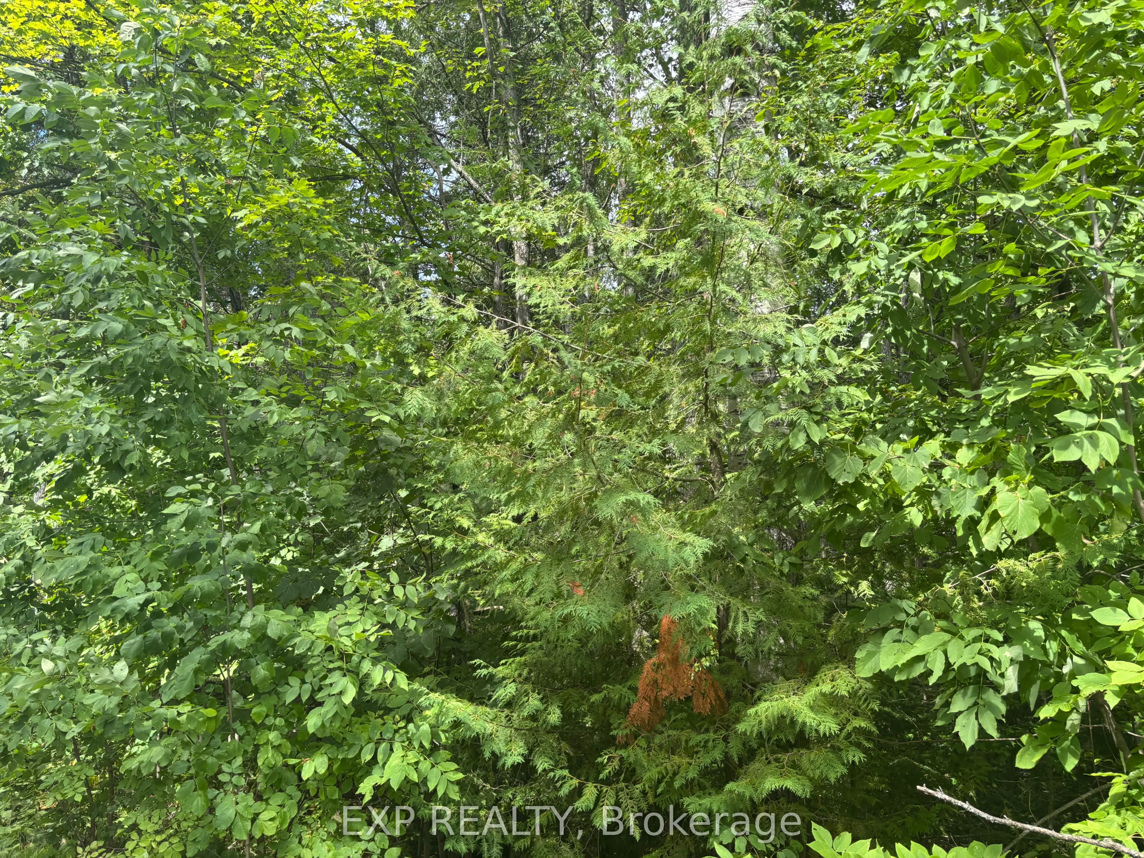 149-1 Arbor Vitae Road