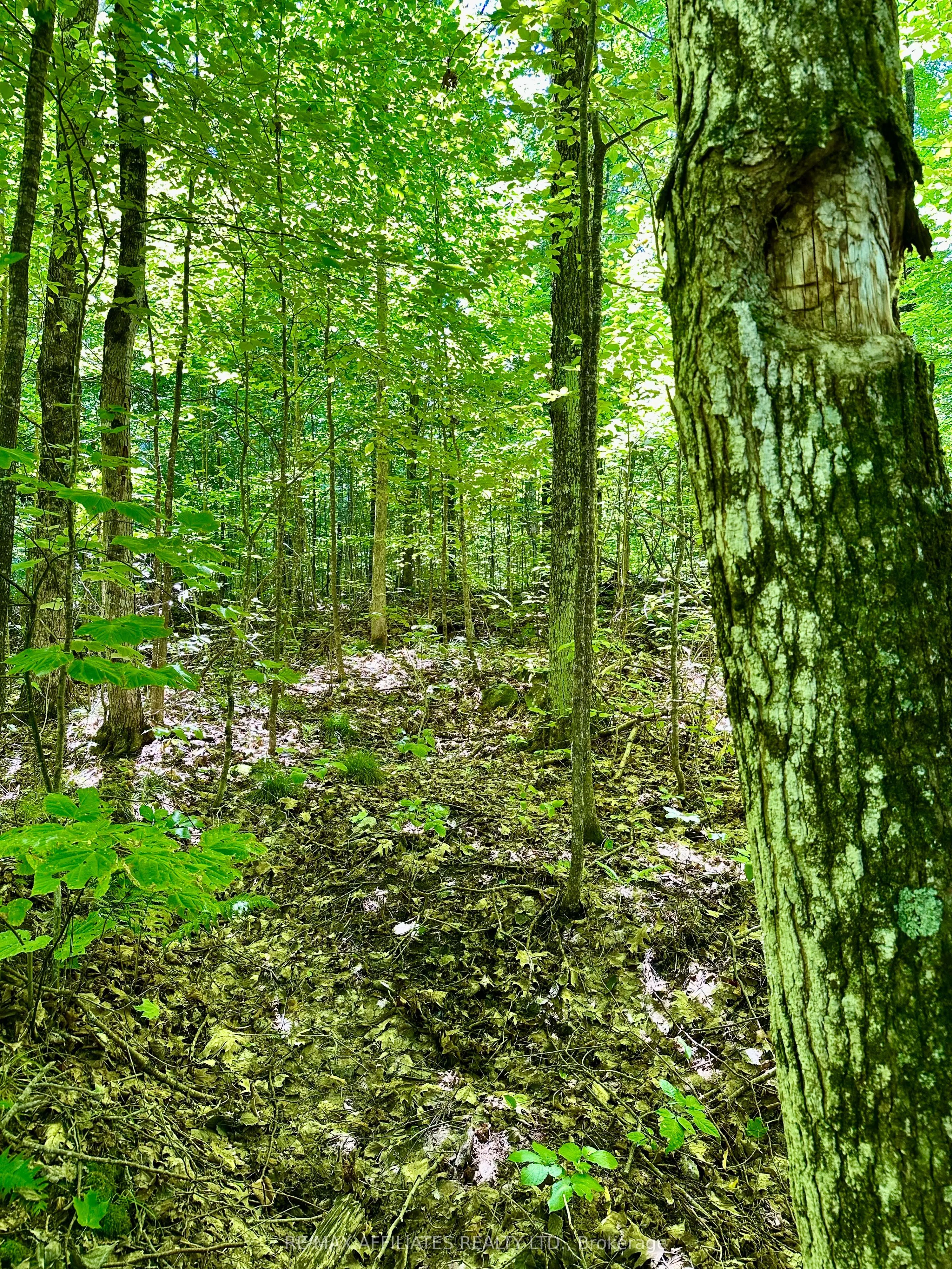 00 STEIGER Road