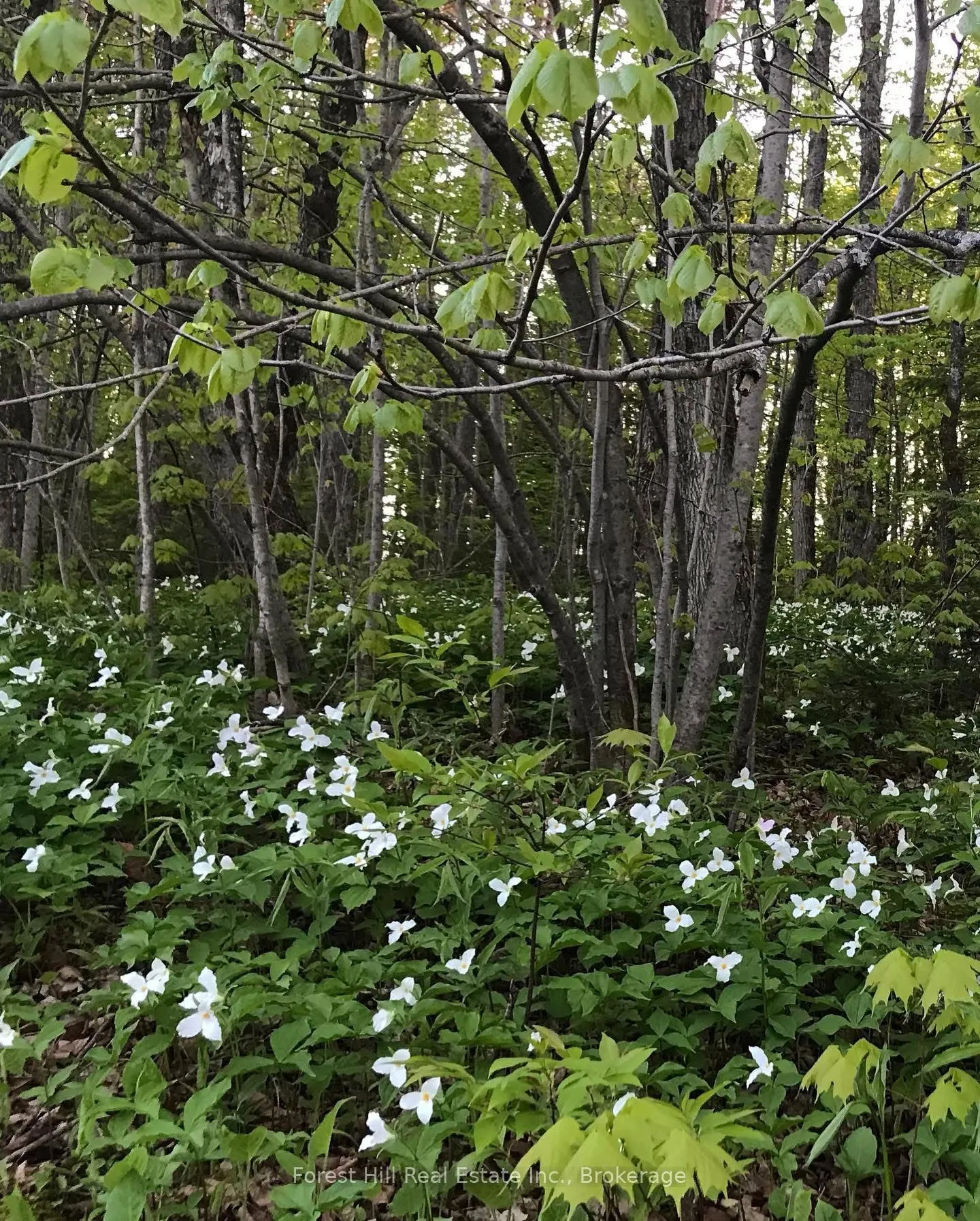 6 Trillium Lane