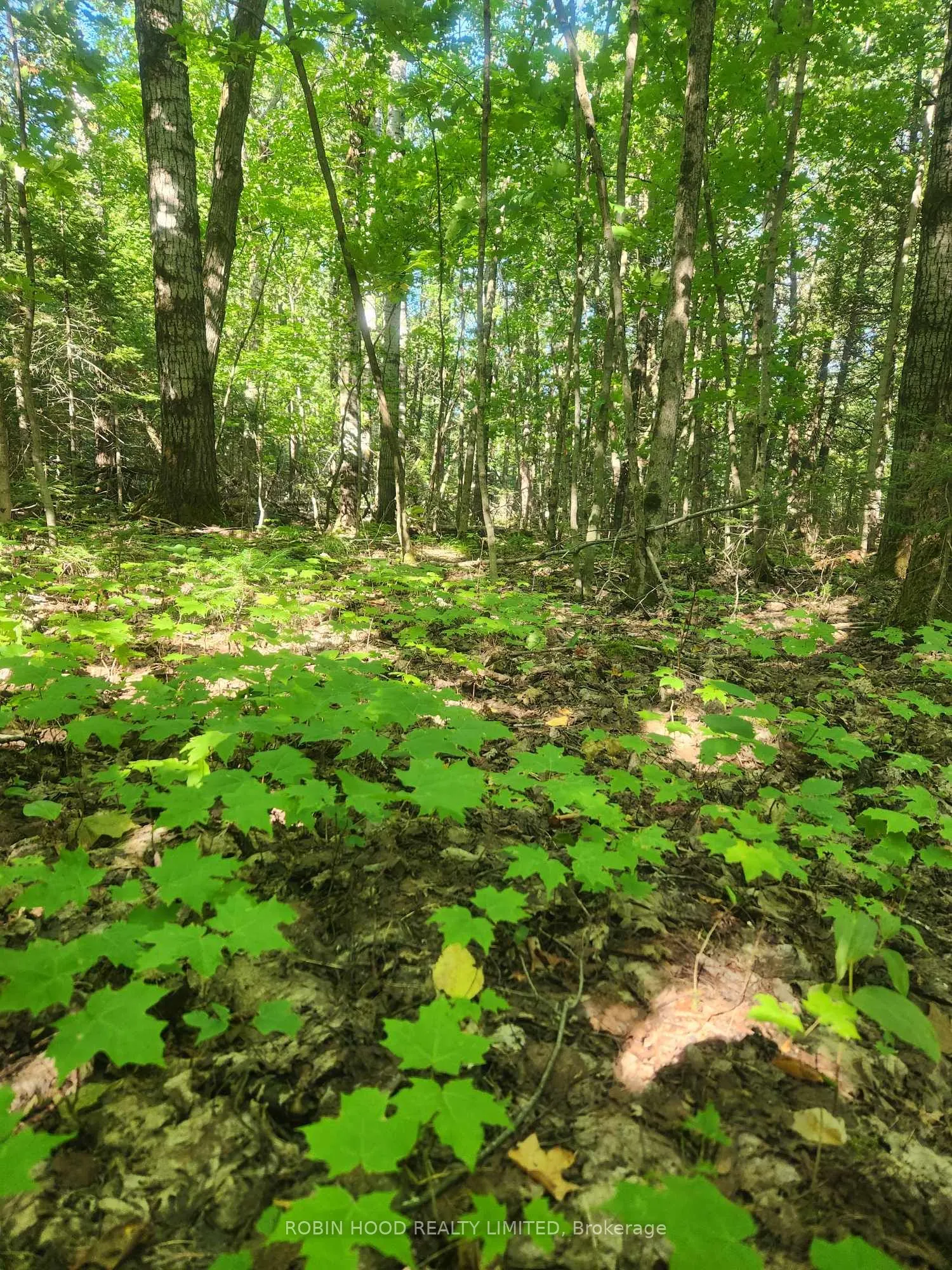 Green Bush Road