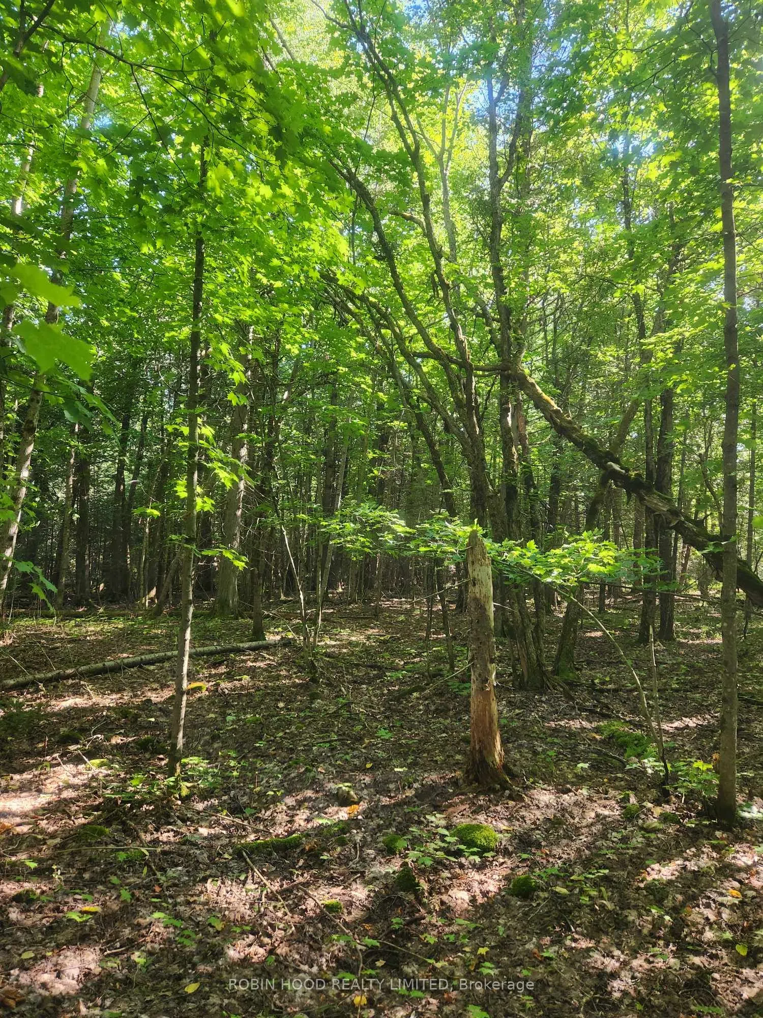 Green Bush Road
