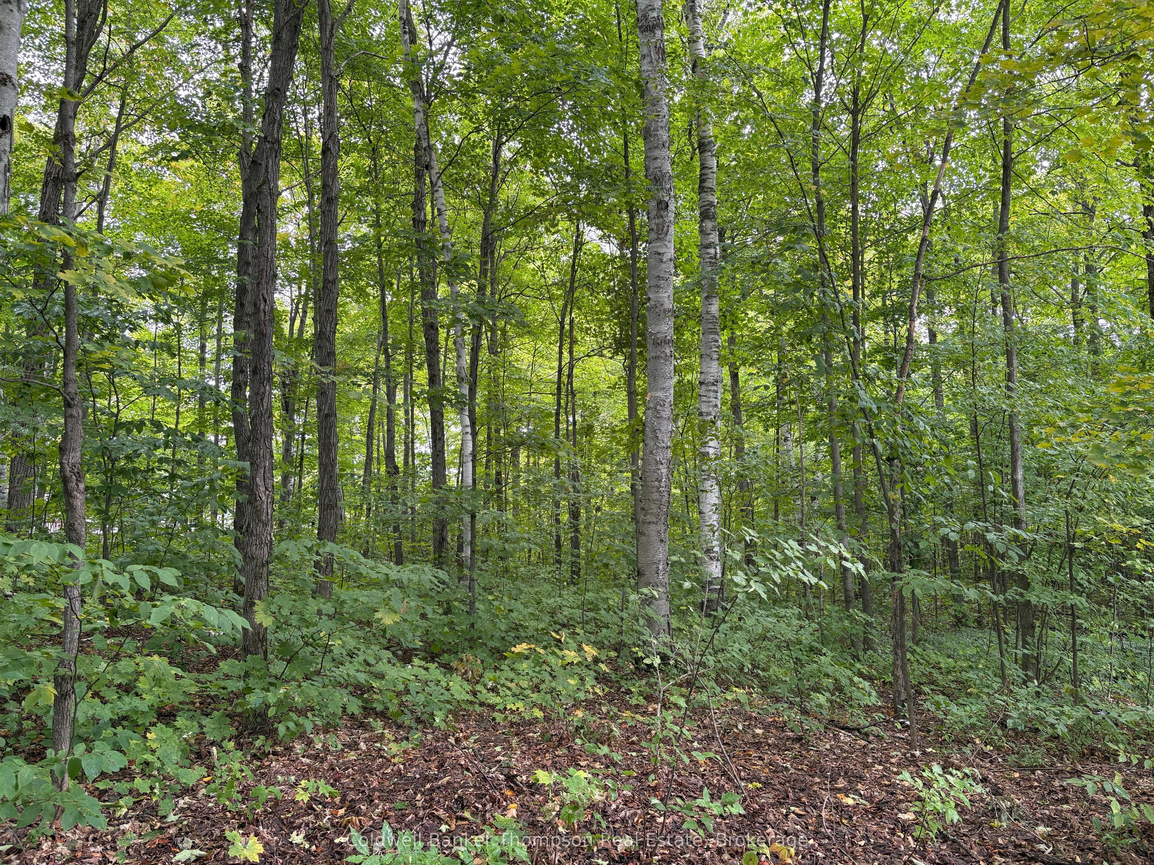 15 Birchwood Drive