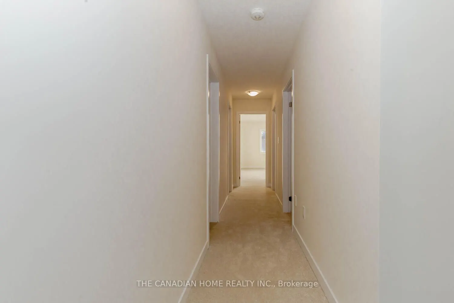 10 SUNFLOWER Crescent