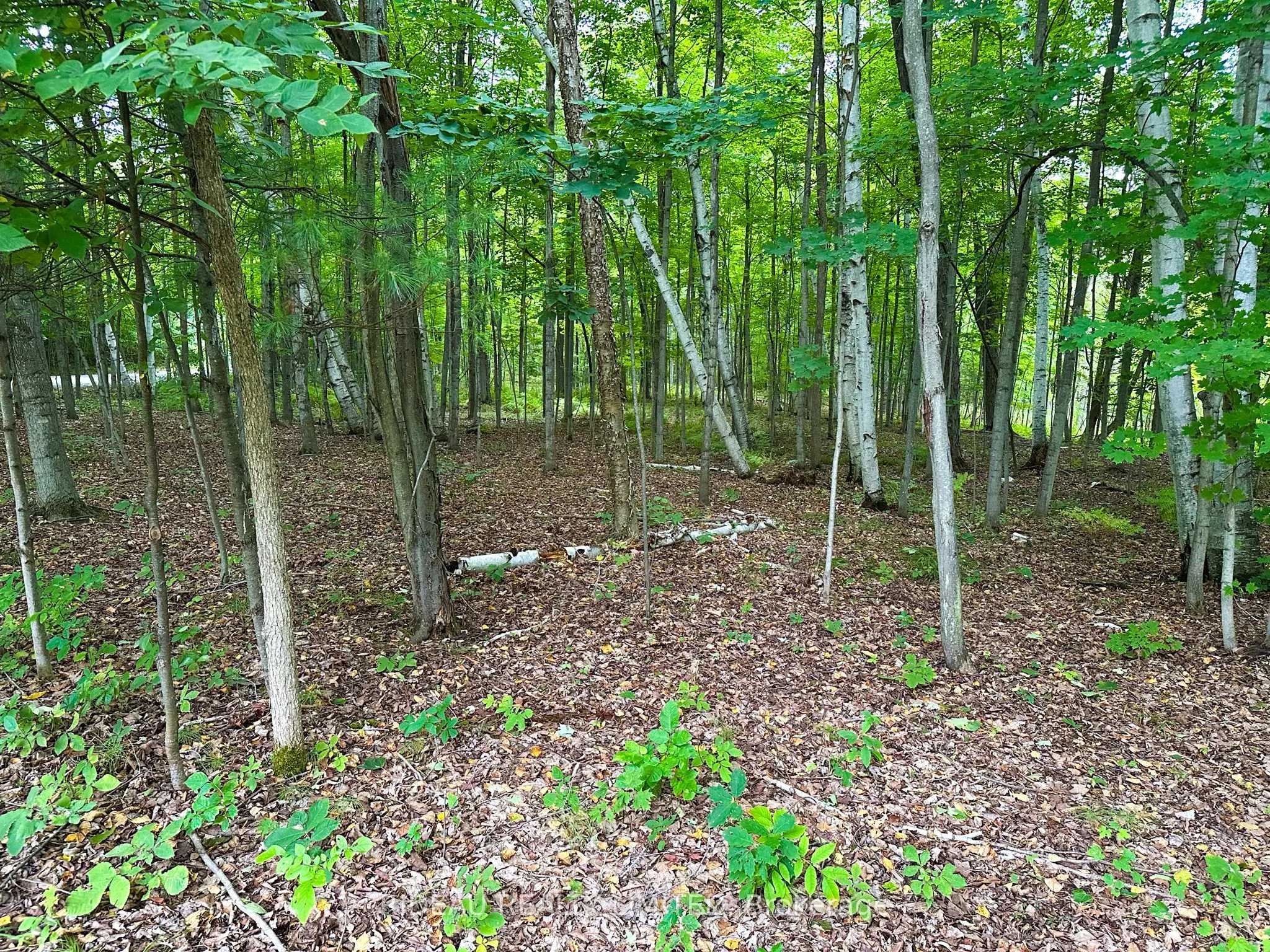 PL4 Cedar Sands Road