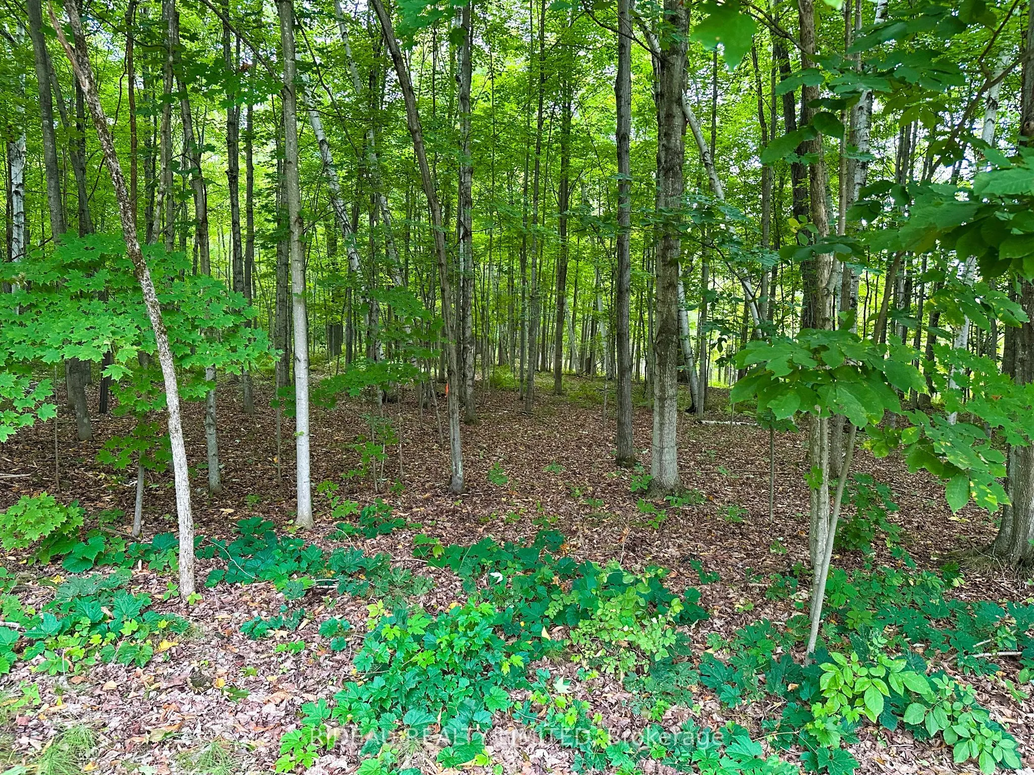 PL4 Cedar Sands Road