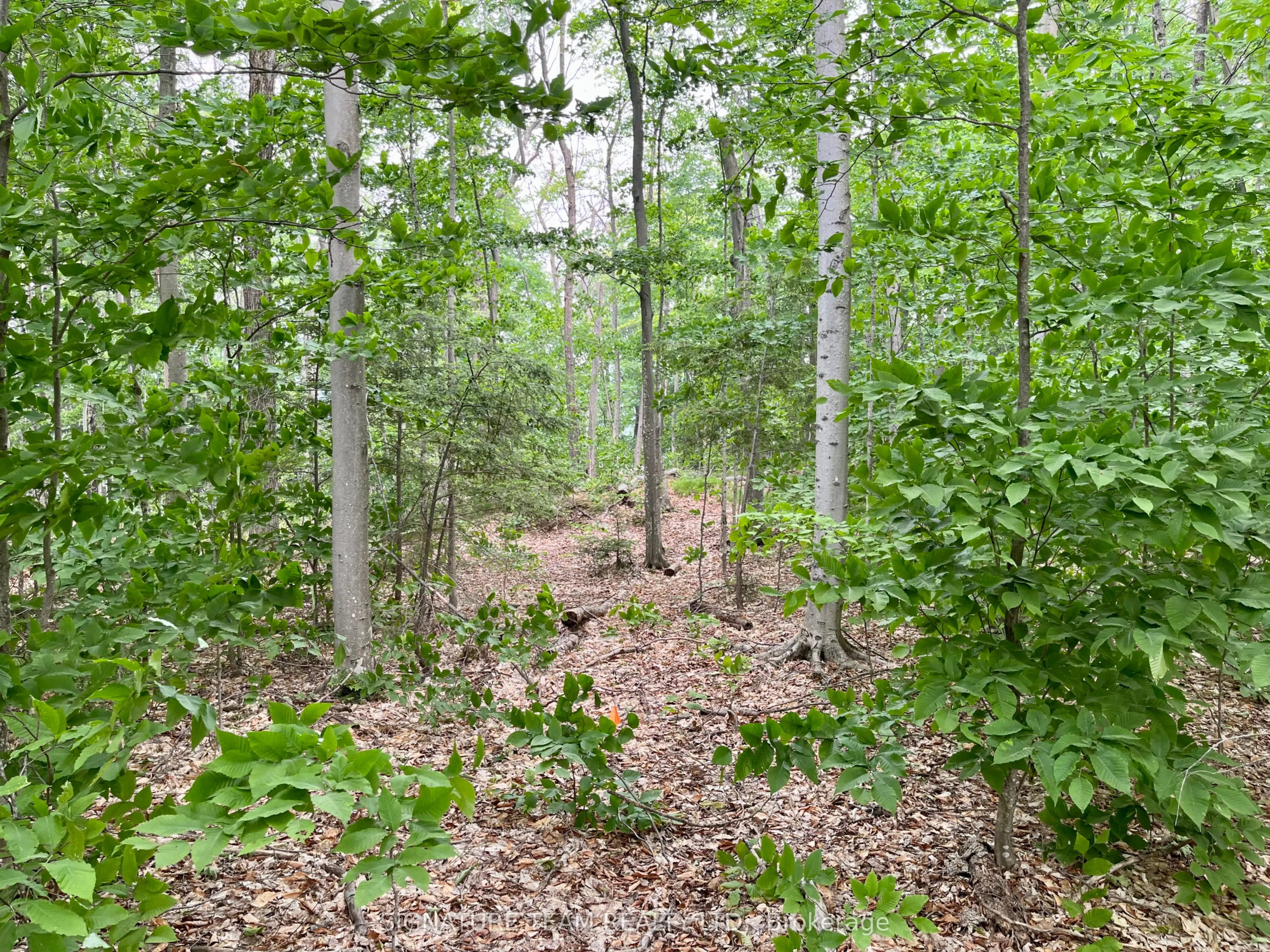 131 SHADY MAPLE Road