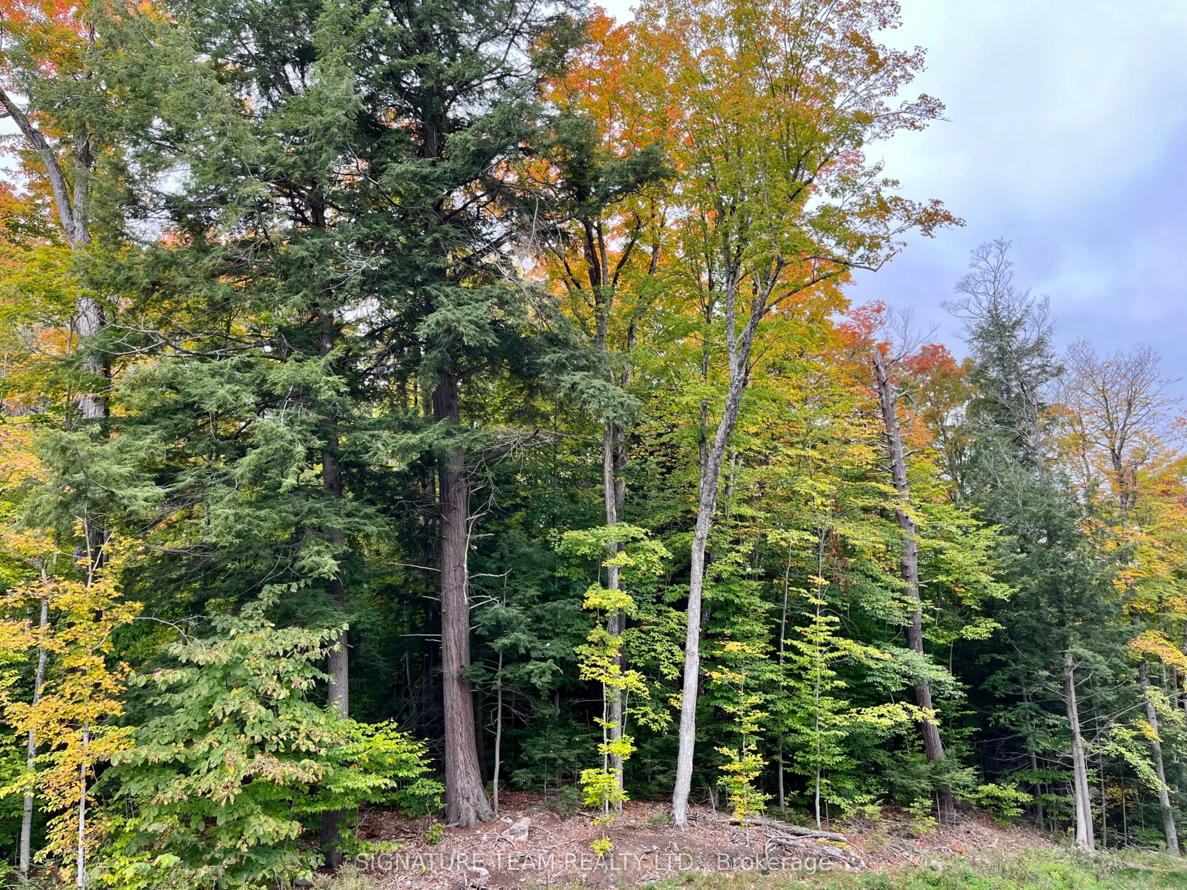 131 SHADY MAPLE Road