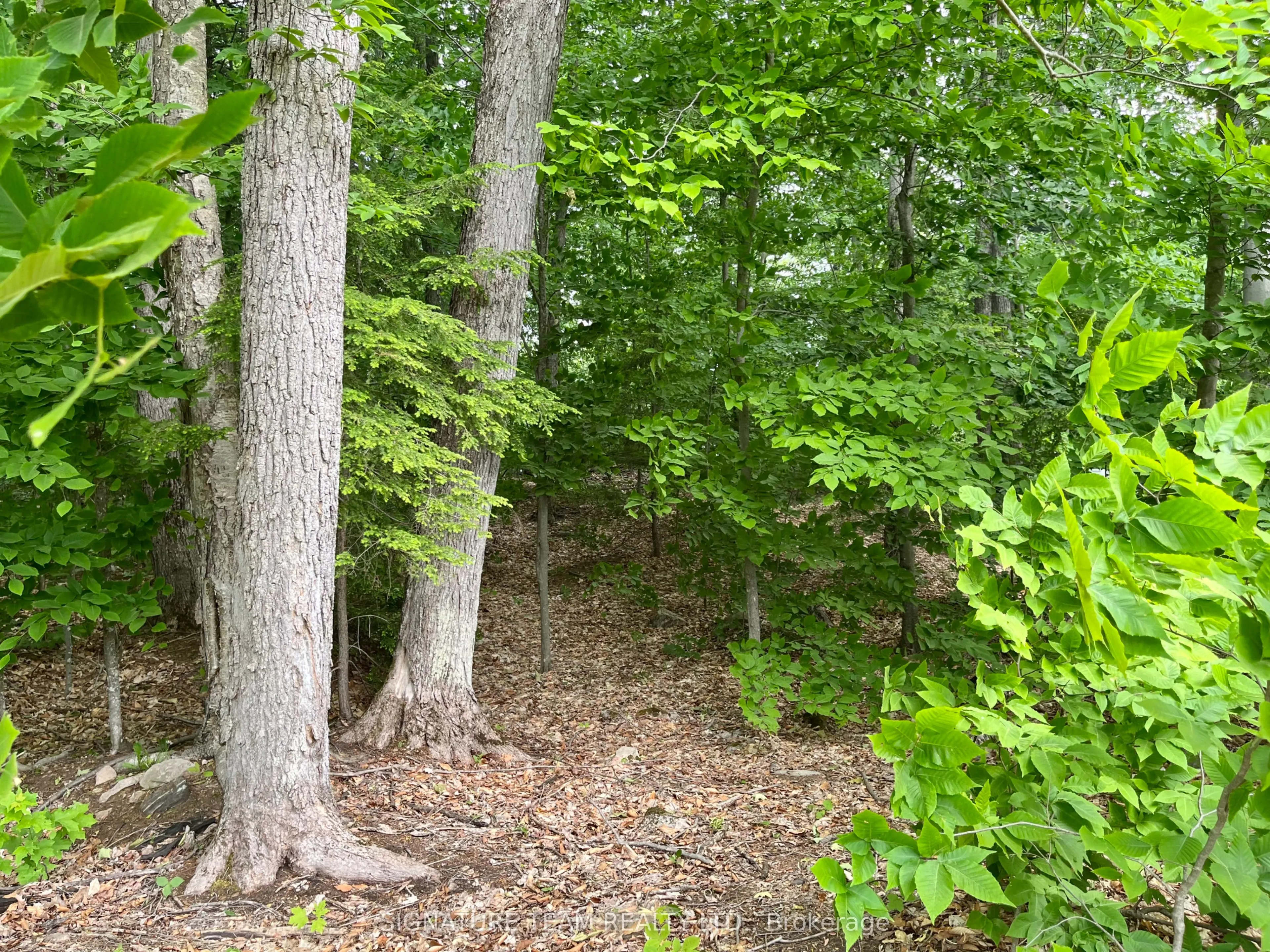 131 SHADY MAPLE Road