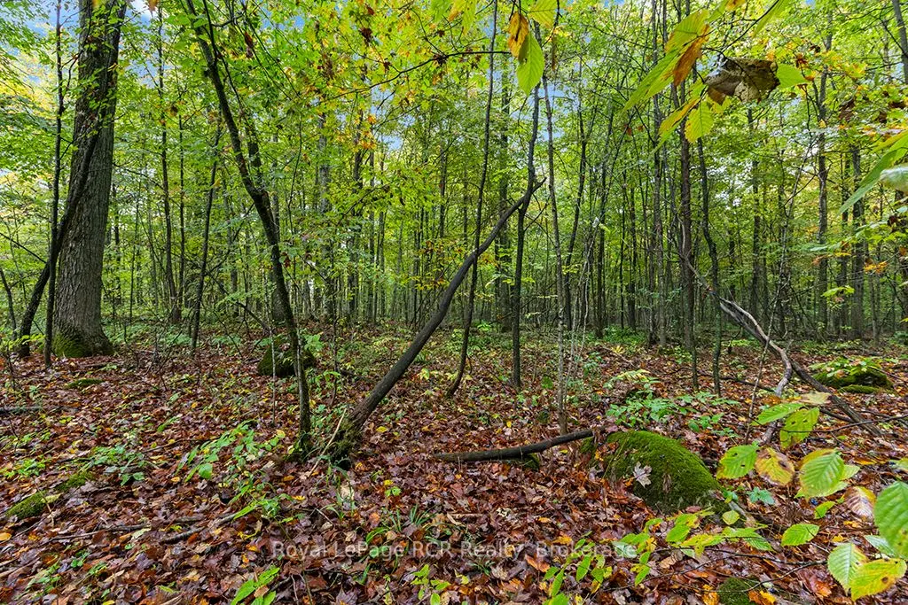 545618 Sideroad 4A Side Road