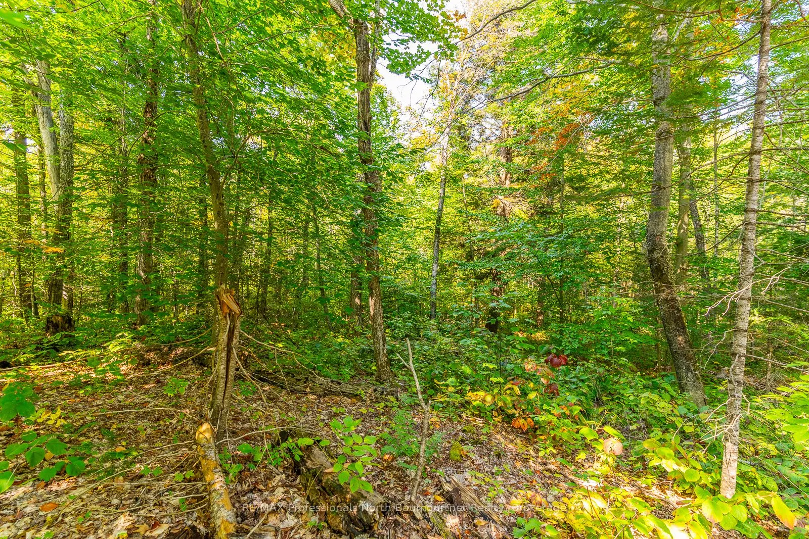 LOT 49 BASSHAUNT LAKE Road