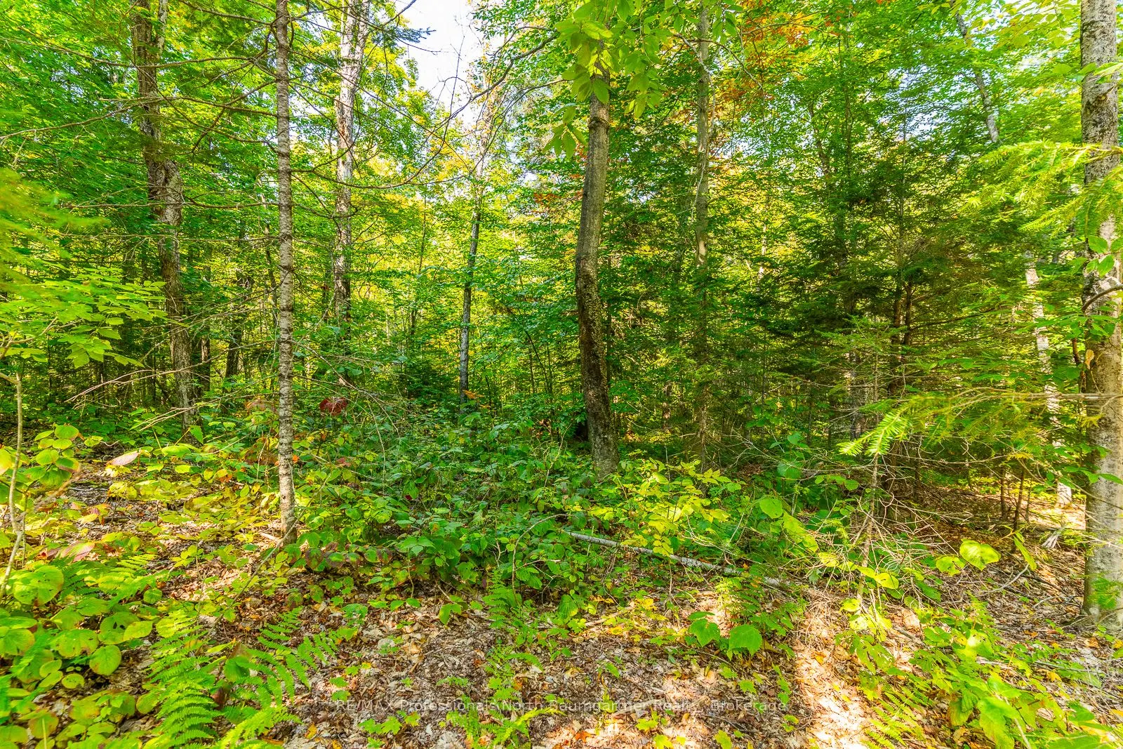 LOT 49 BASSHAUNT LAKE Road