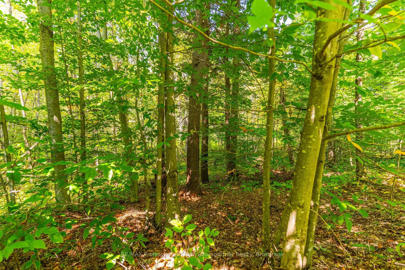 LOT 49 BASSHAUNT LAKE Road