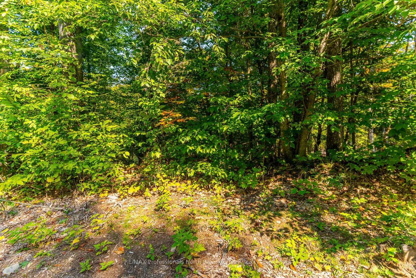 LOT 49 BASSHAUNT LAKE Road