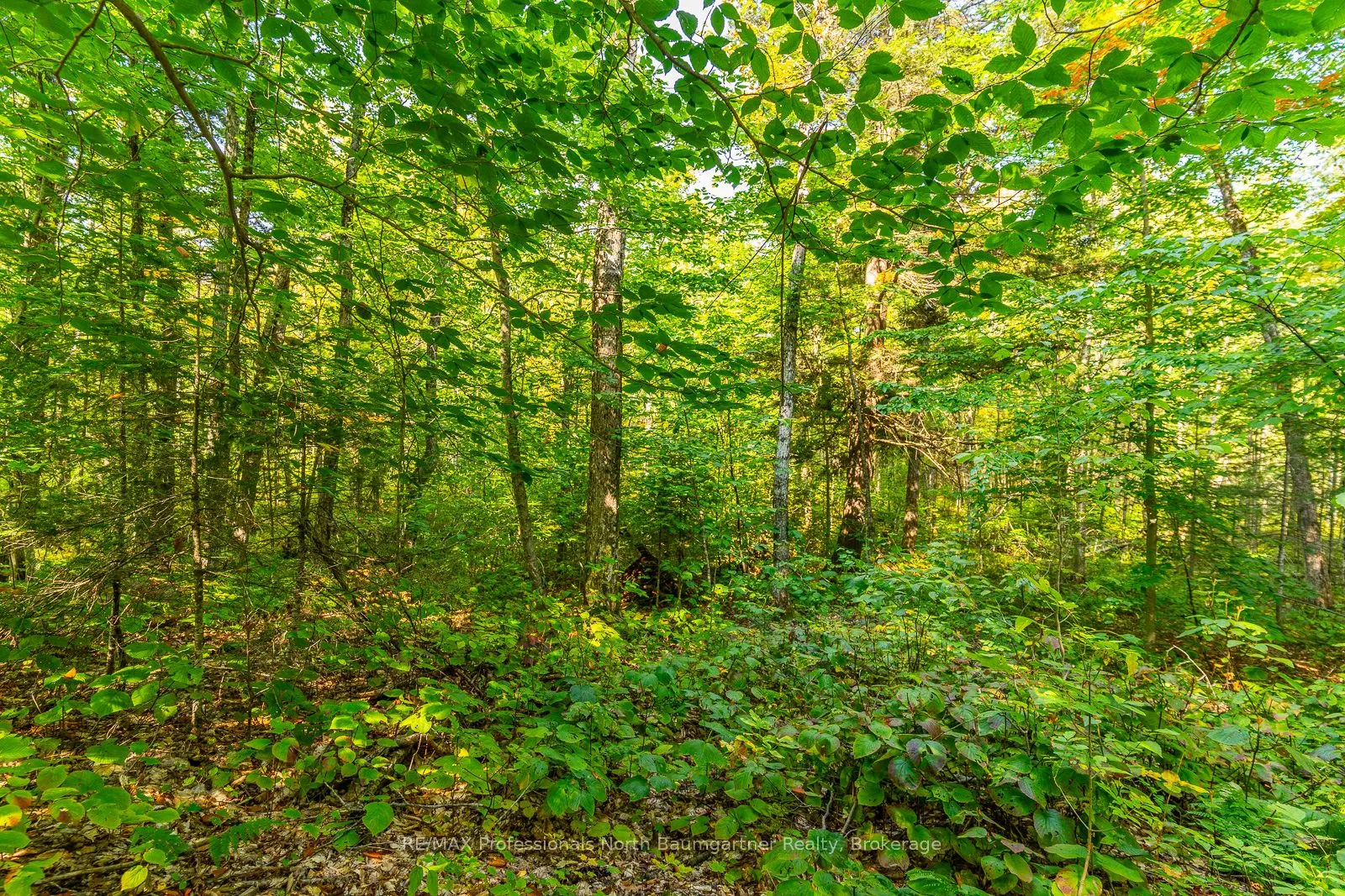 LOT 49 BASSHAUNT LAKE Road