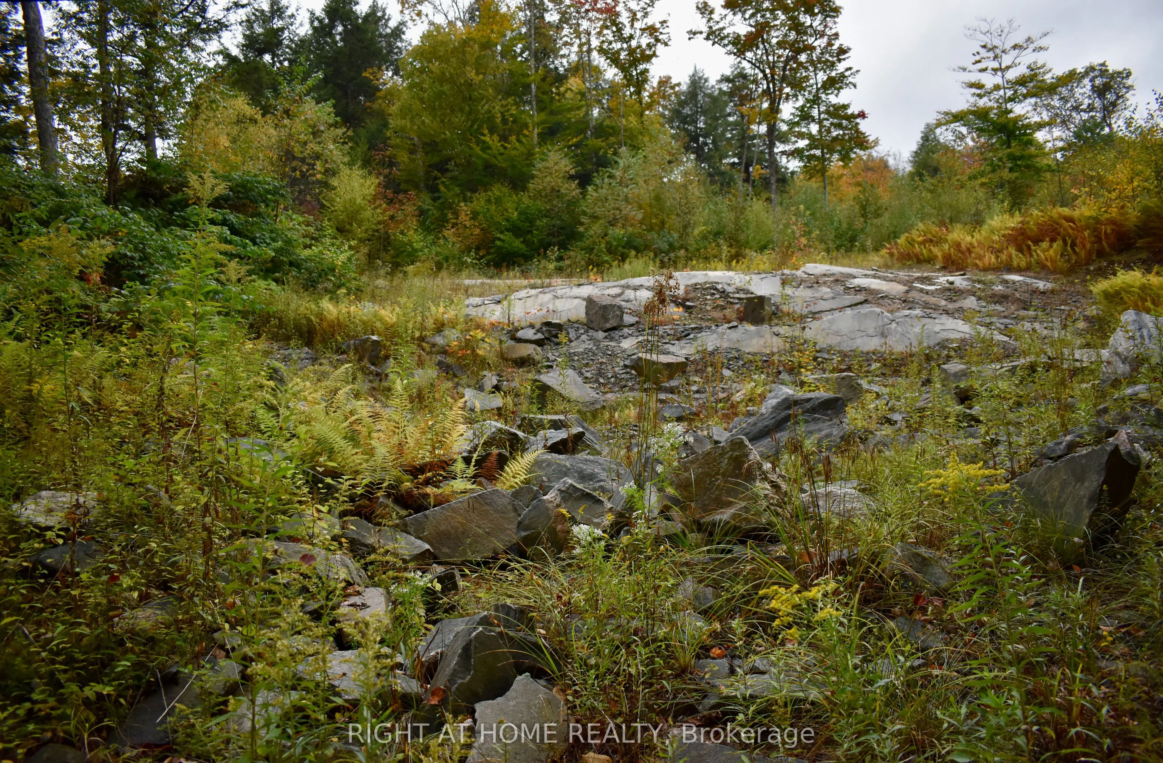 1150 Limberlost Road