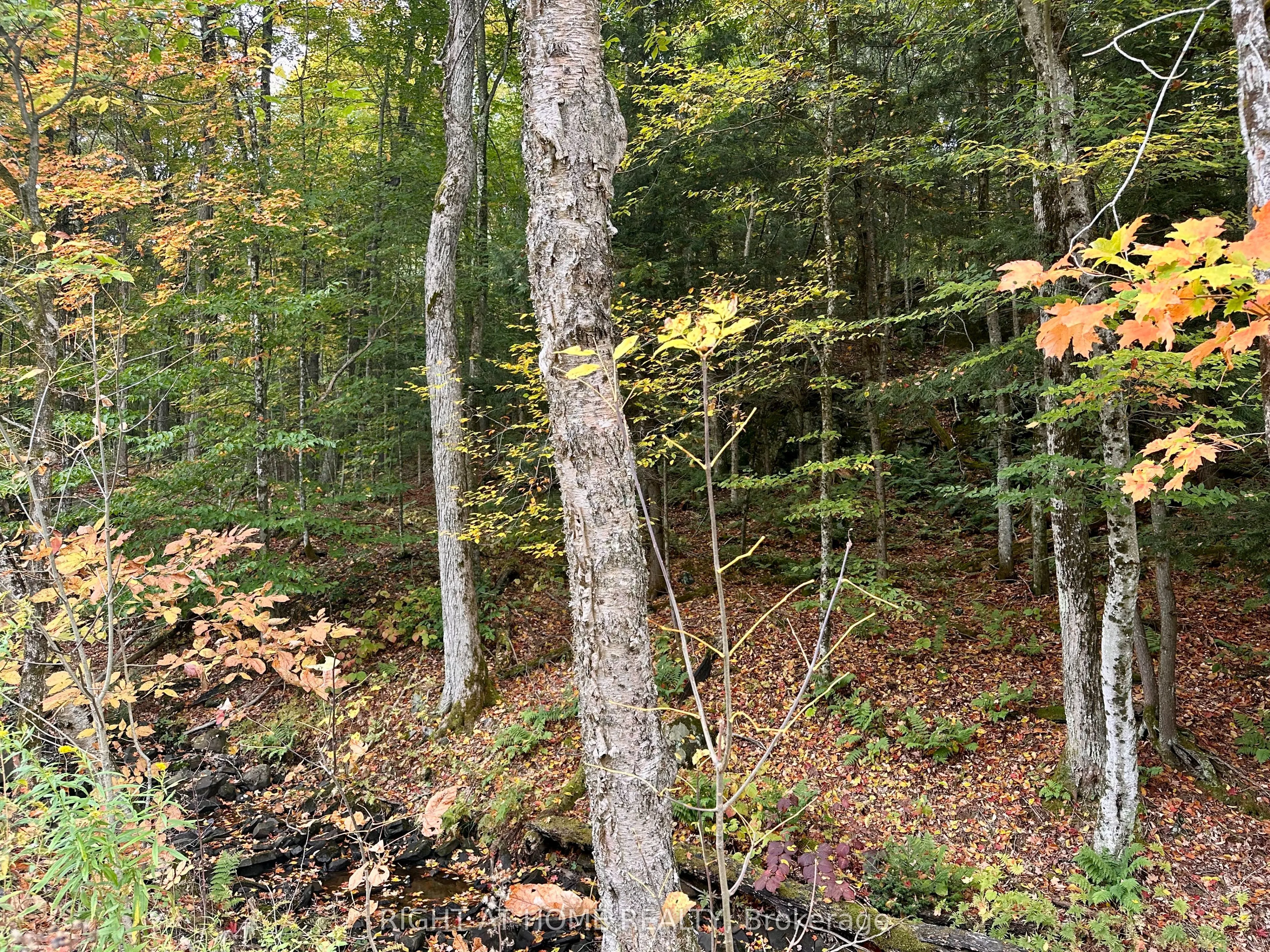 1150 Limberlost Road
