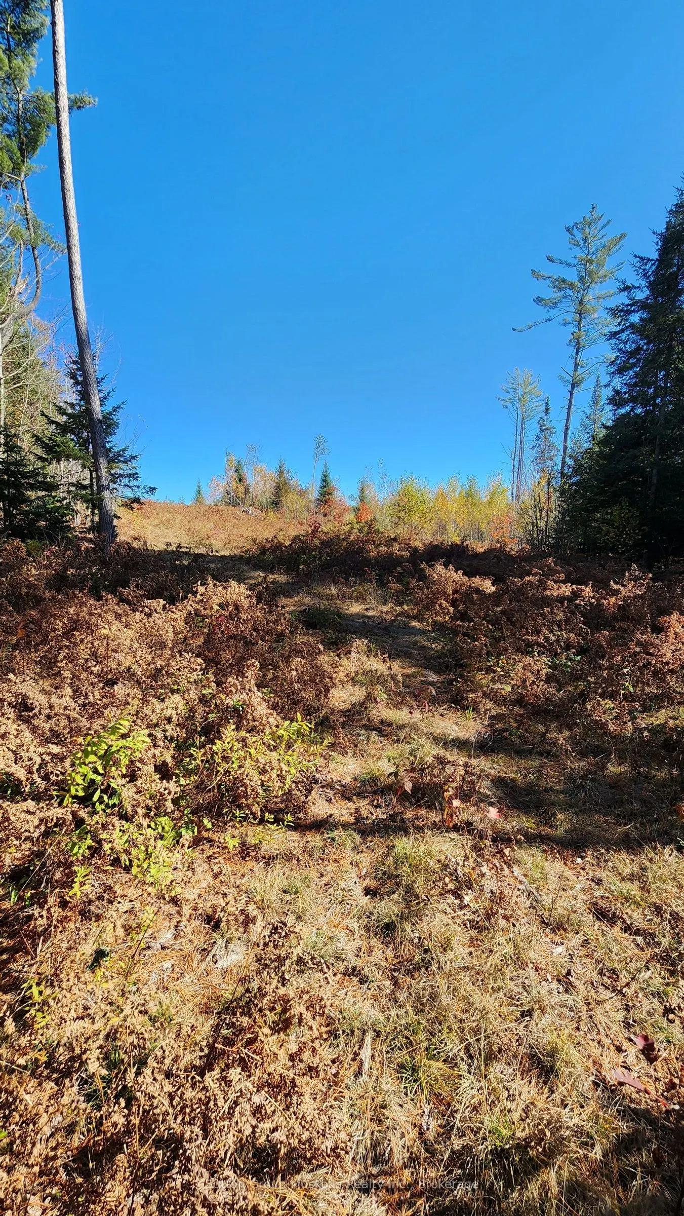 00 Red Pine Trail