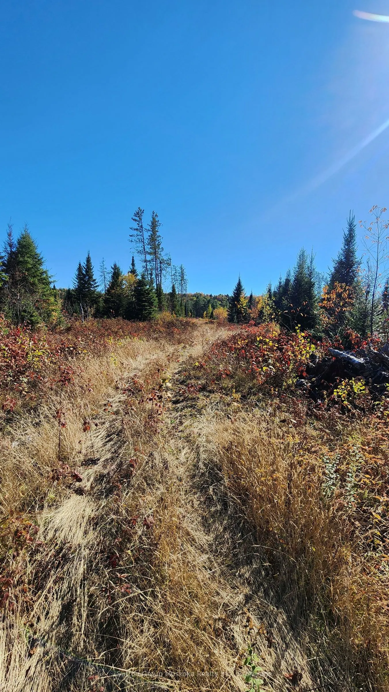 00 Red Pine Trail