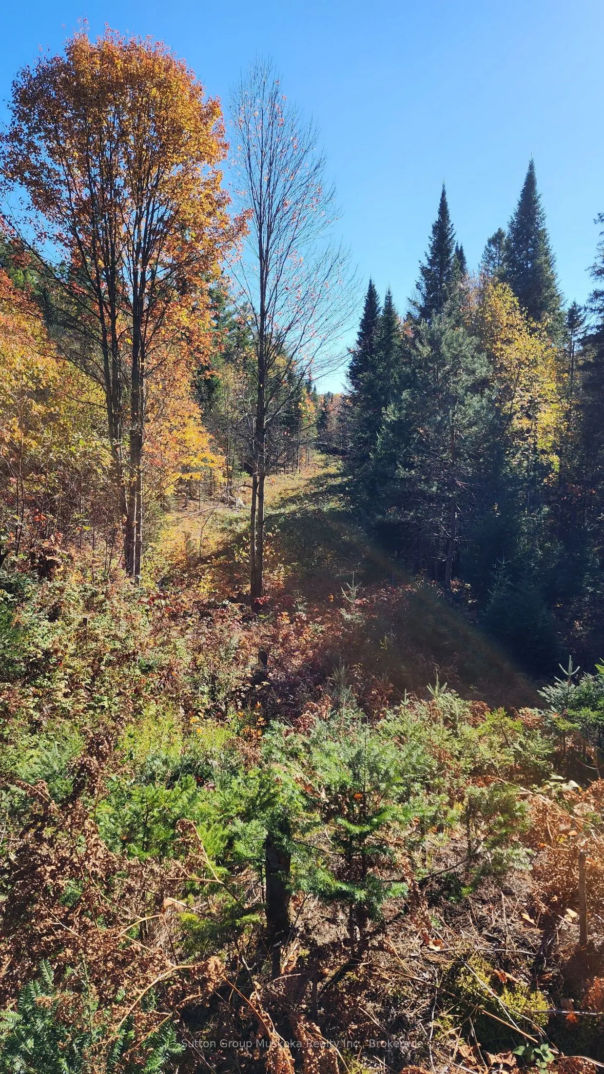 00 Red Pine Trail