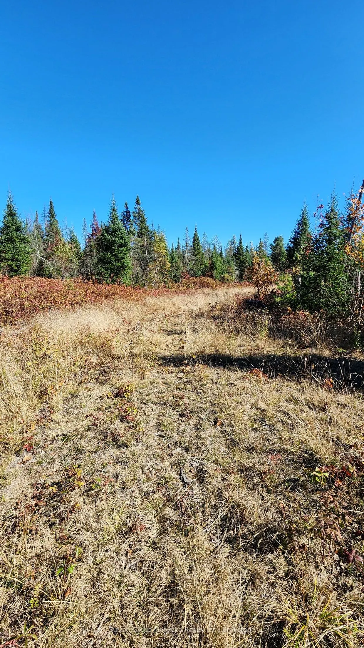 00 Red Pine Trail