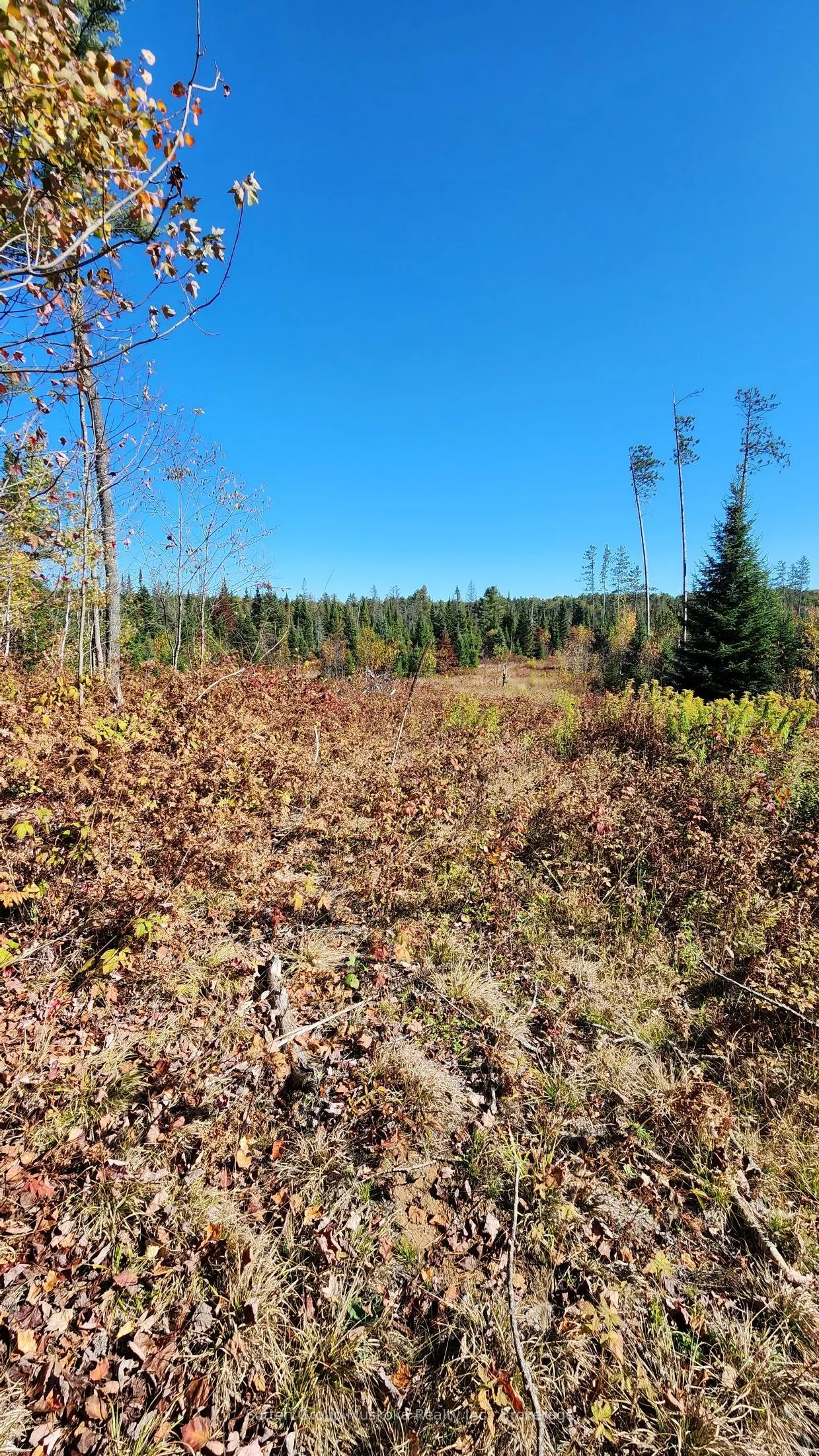 00 Red Pine Trail