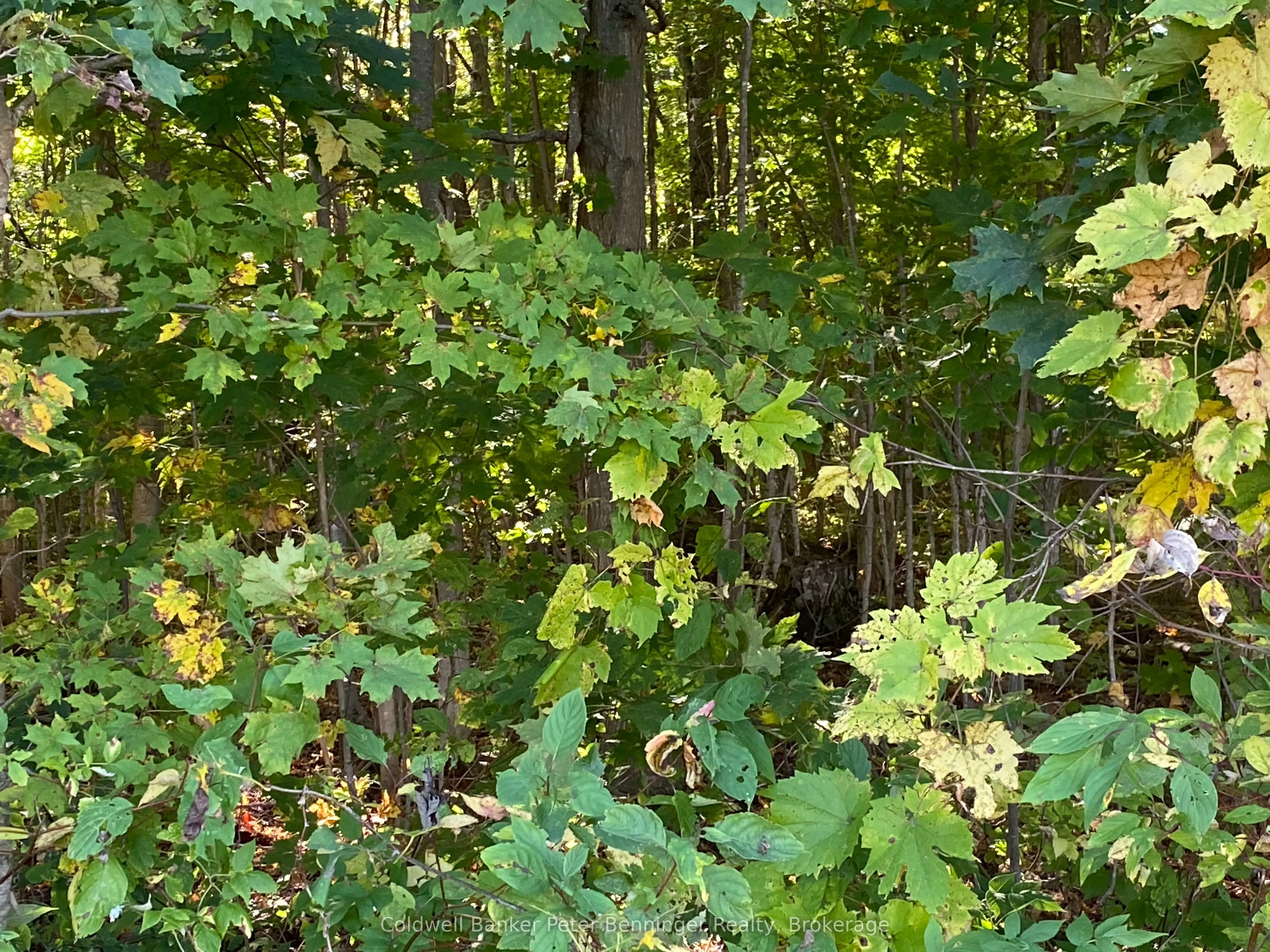 1315 Concession 8 Concession