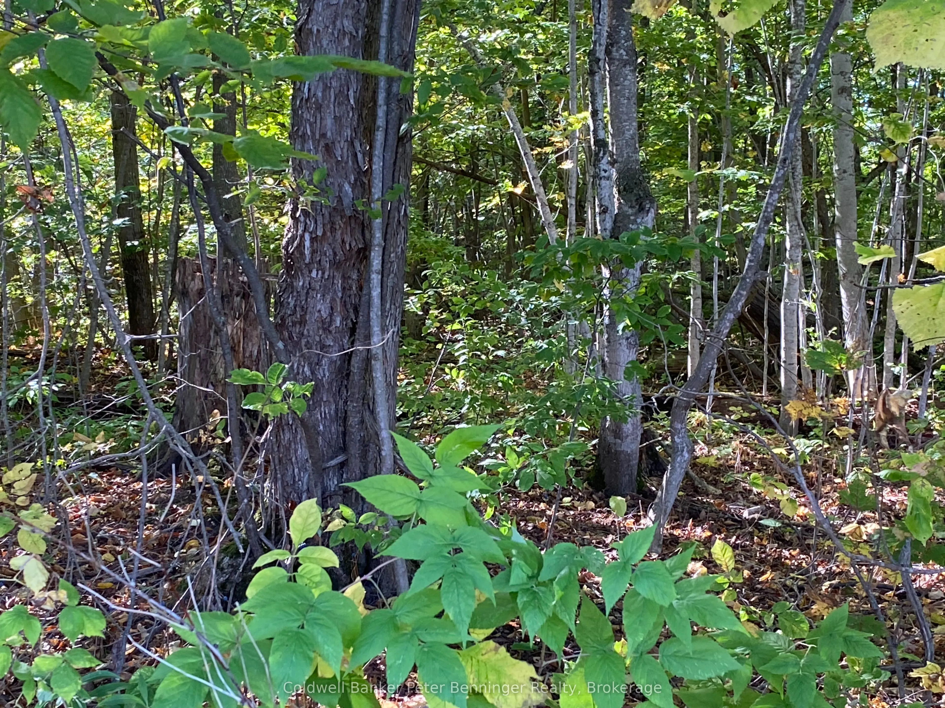 1315 Concession 8 Concession