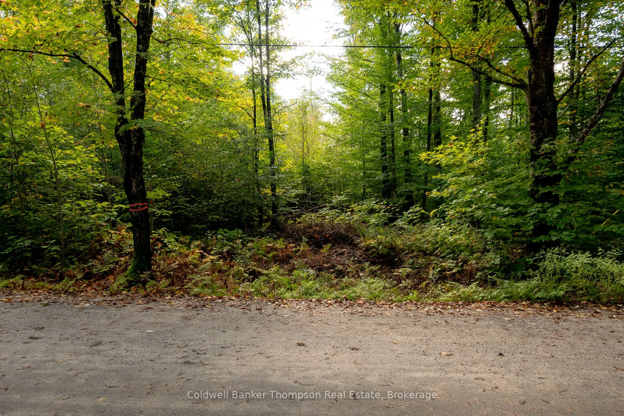 Skyline Drive