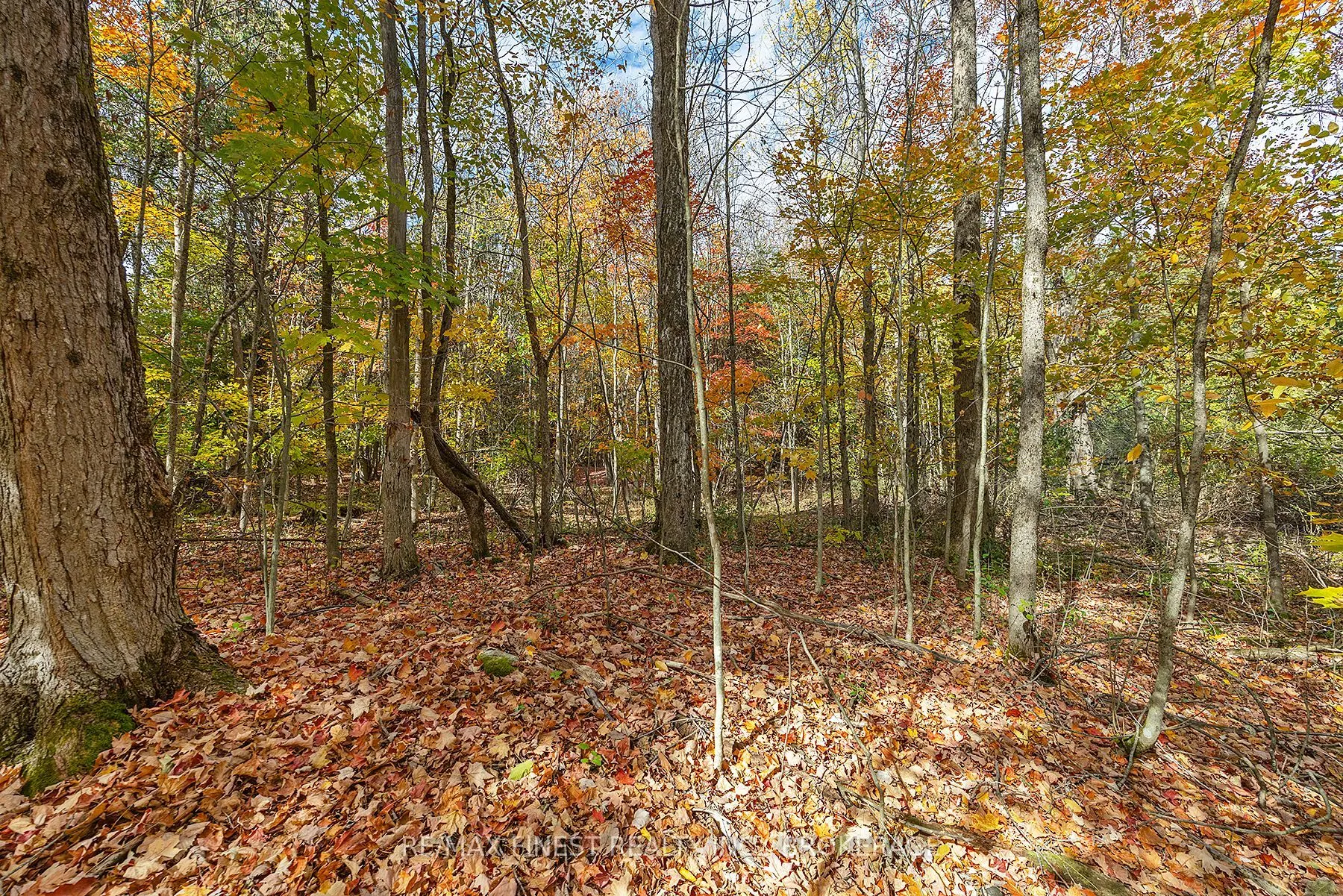 00 Cedarwoods Drive