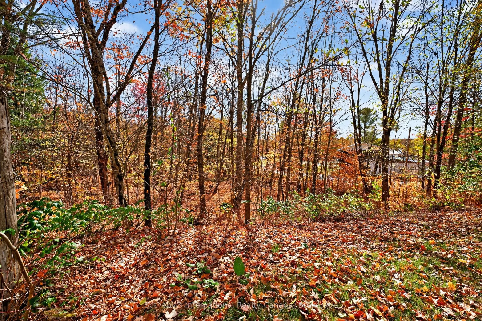 1132 Limberlost Road