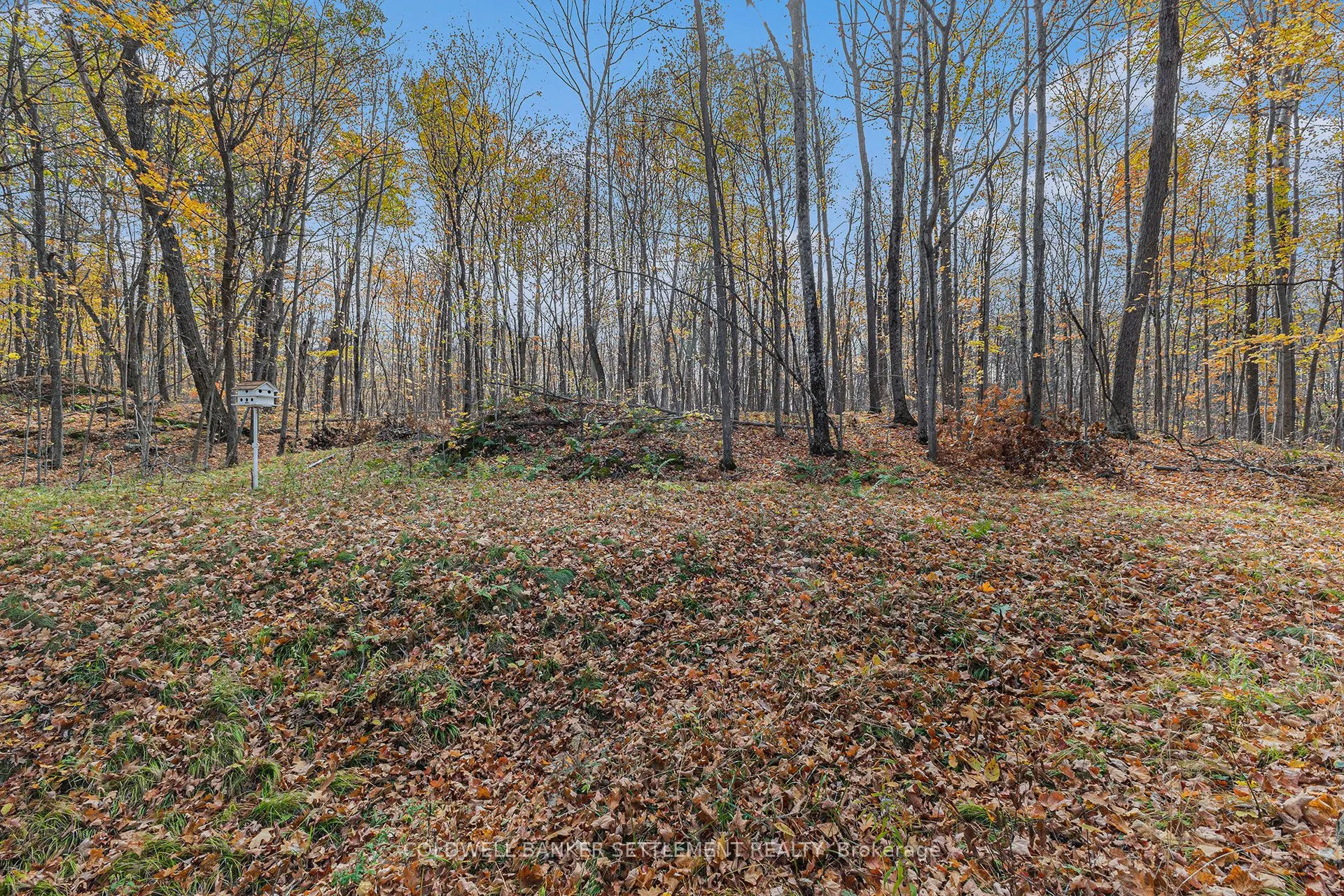 411 YVON Lane