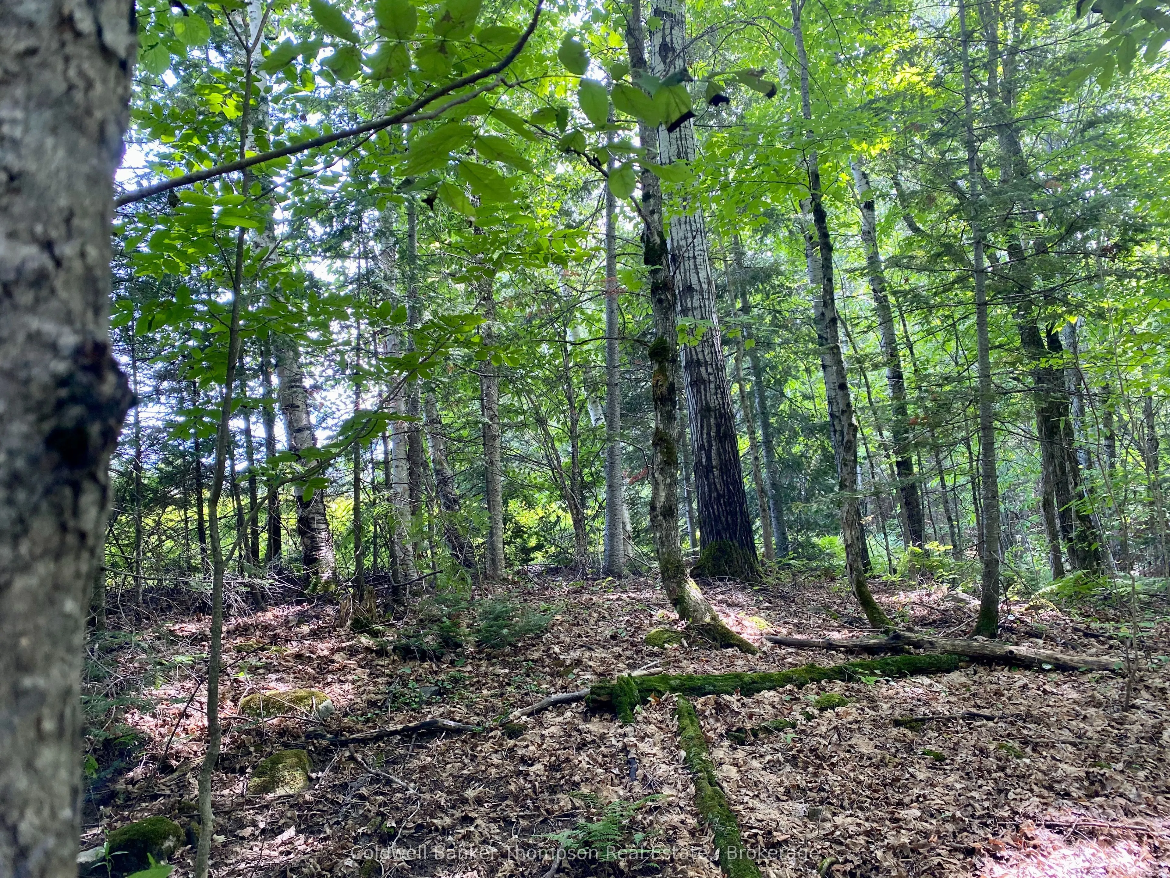 LOT 6-B 522 Highway W
