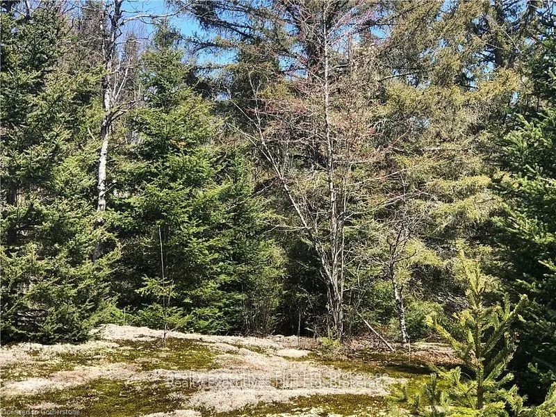 00 Pickerel & Jack Lake Road