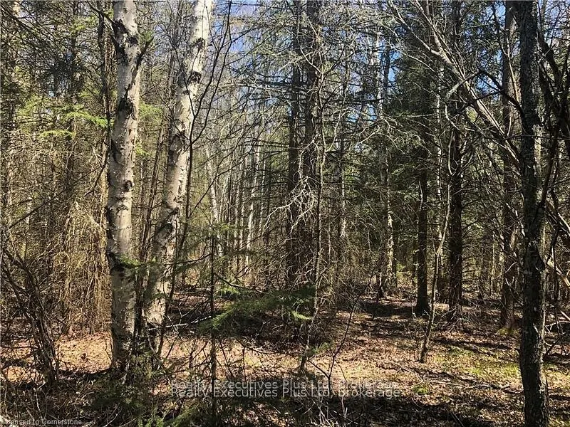 00 Pickerel & Jack Lake Road