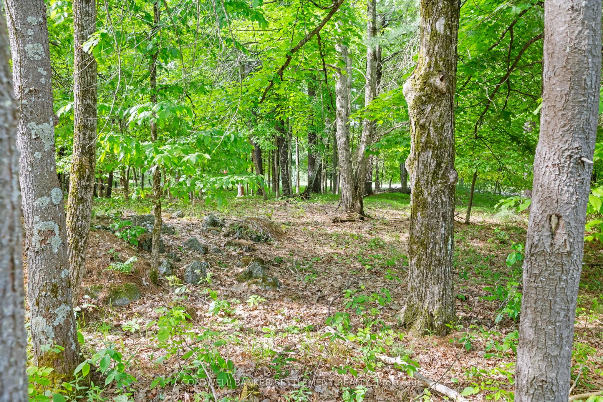 935 McLaren Road