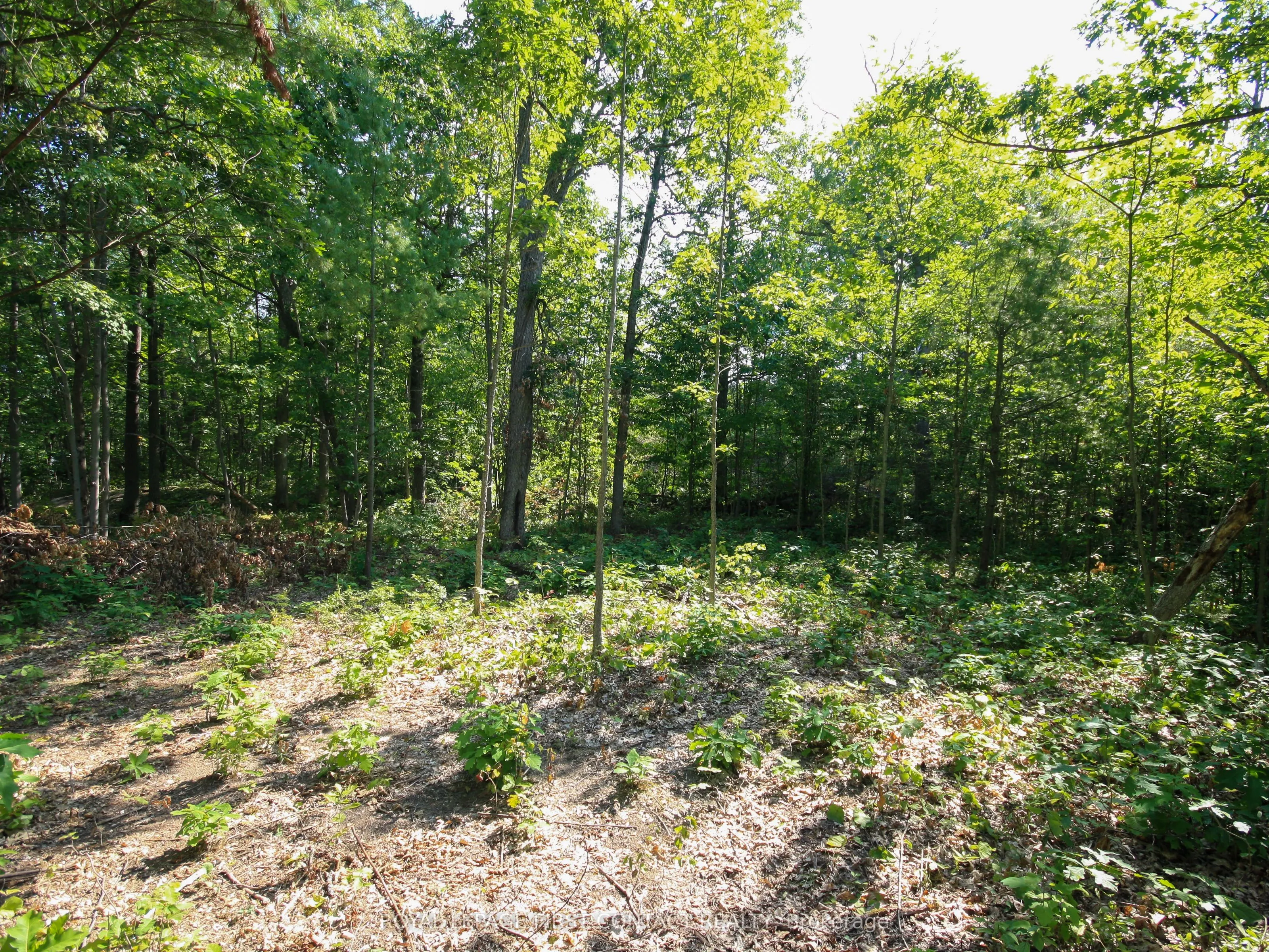 213 Birch Acres Drive