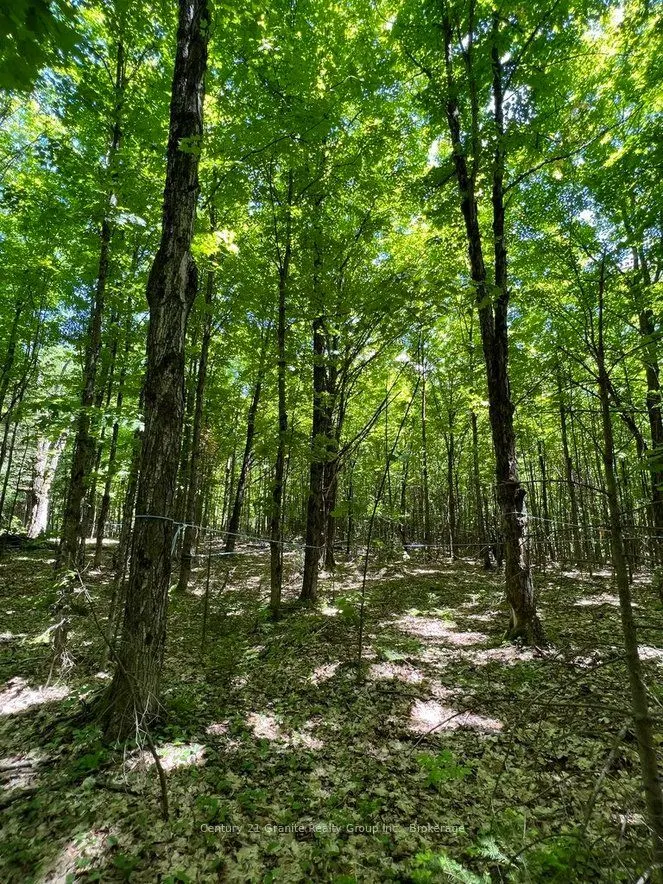 99 Forest View Road