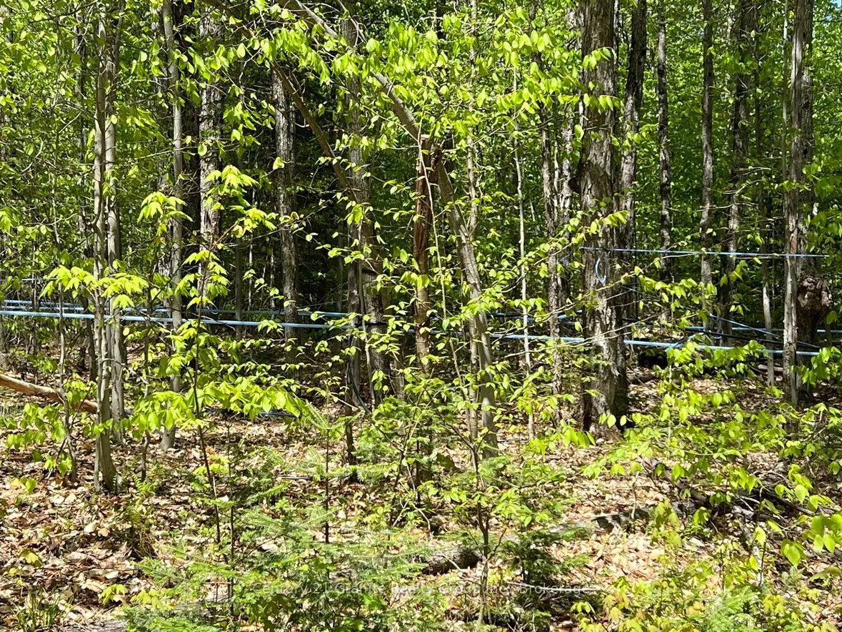 99 Forest View Road