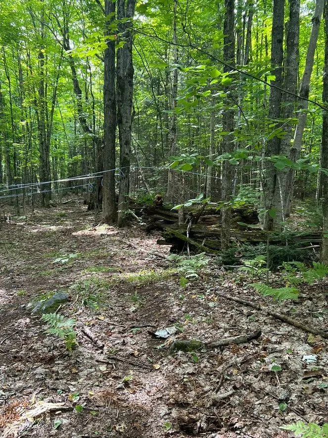 99 Forest View Road