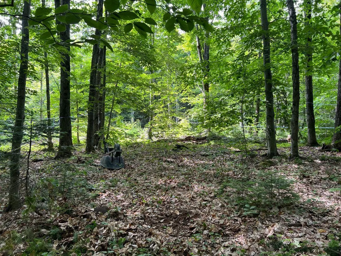 99 Forest View Road
