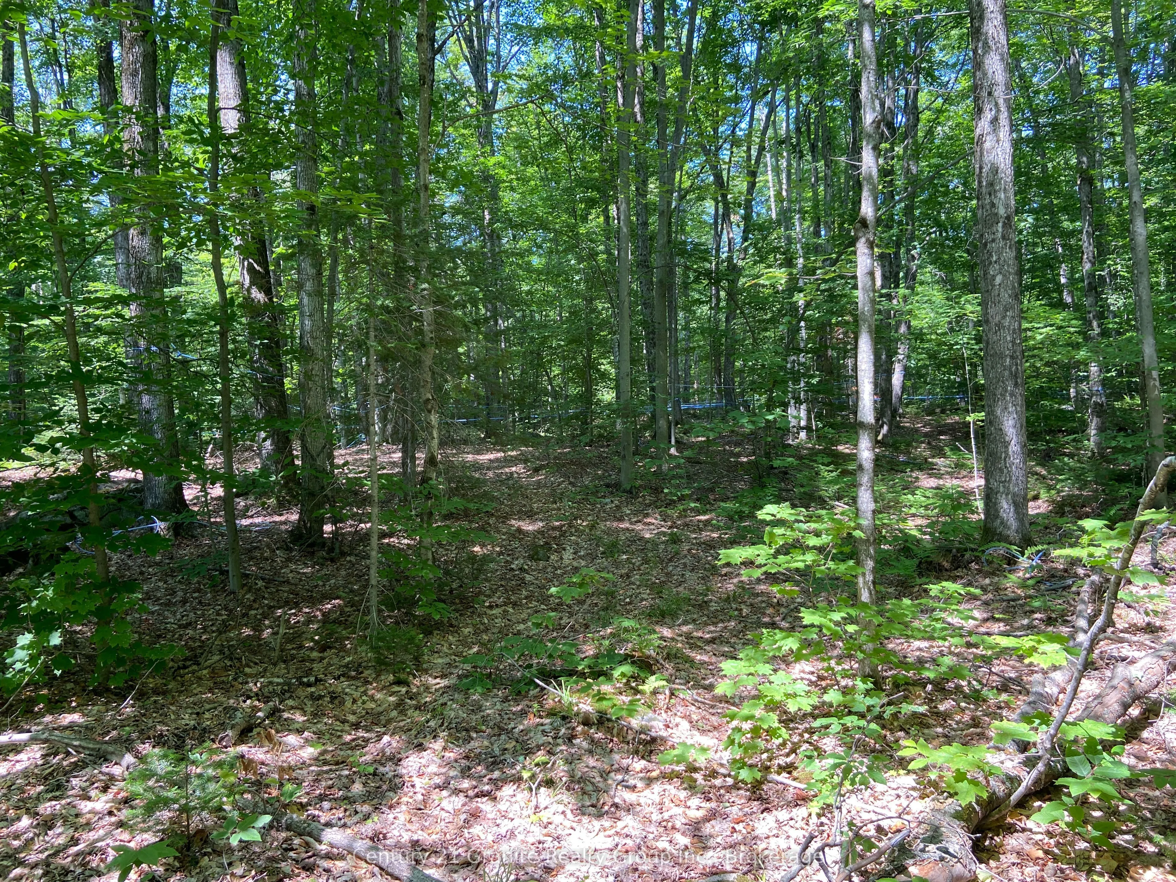 99 Forest View Road