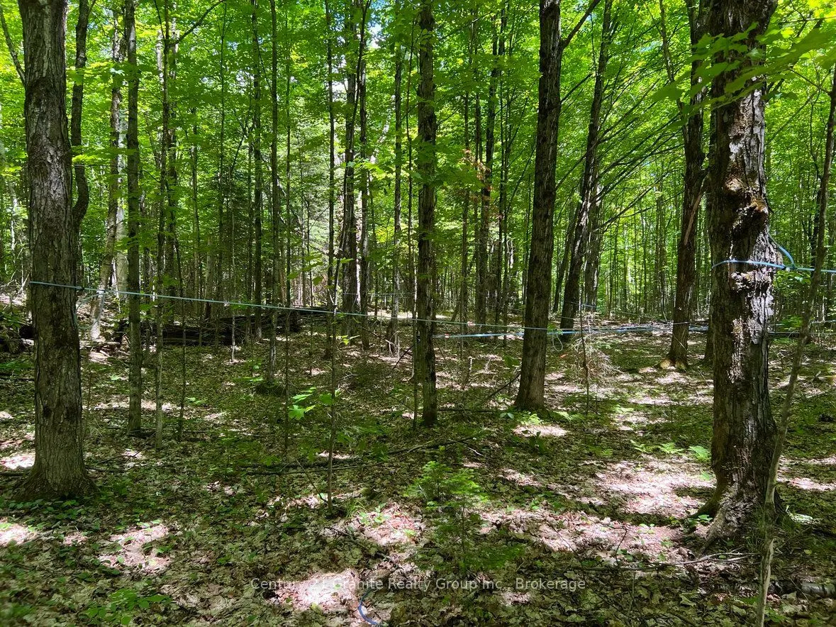 99 Forest View Road