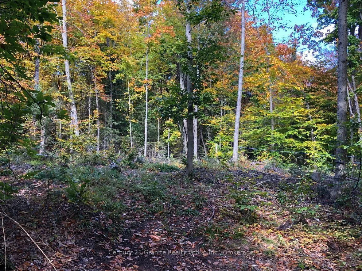 99 Forest View Road