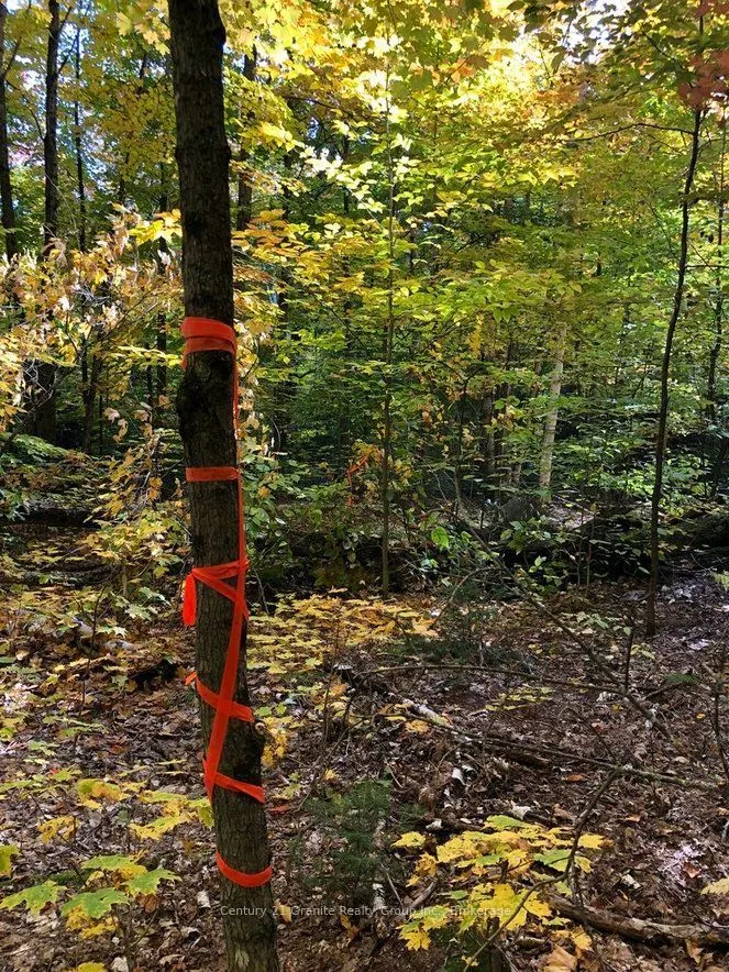 99 Forest View Road