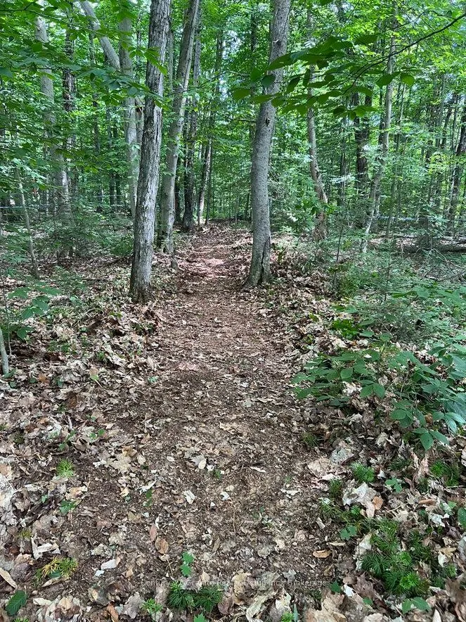 99 Forest View Road